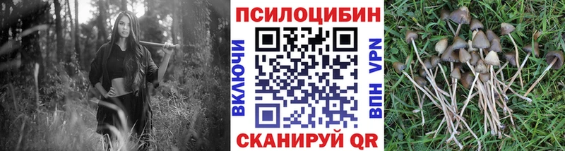 цены   Задонск  Псилоцибиновые грибы Psilocybe 